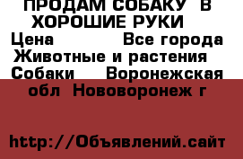 ПРОДАМ СОБАКУ  В ХОРОШИЕ РУКИ  › Цена ­ 4 000 - Все города Животные и растения » Собаки   . Воронежская обл.,Нововоронеж г.